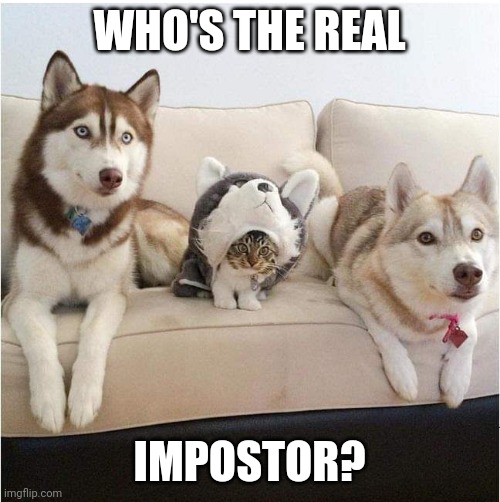 NOT FOOLING ME KITTY | WHO'S THE REAL; IMPOSTOR? | image tagged in cats,funny cats,dogs,dog,among us | made w/ Imgflip meme maker