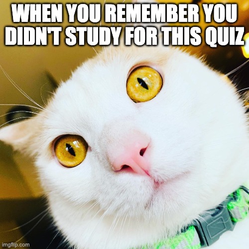 WHEN YOU REMEMBER YOU DIDN'T STUDY FOR THIS QUIZ | image tagged in oh no cat,quiz,study | made w/ Imgflip meme maker