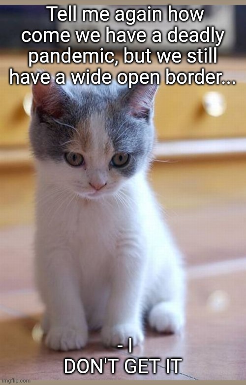 Confused Kitty | Tell me again how come we have a deadly pandemic, but we still have a wide open border... - I DON'T GET IT | image tagged in cute kittens,libtard,treason | made w/ Imgflip meme maker