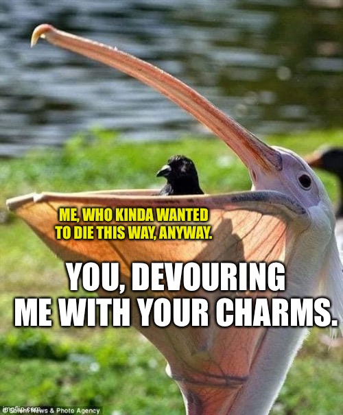 Wholesome Awfulness | ME, WHO KINDA WANTED TO DIE THIS WAY, ANYWAY. YOU, DEVOURING ME WITH YOUR CHARMS. | image tagged in pelican | made w/ Imgflip meme maker