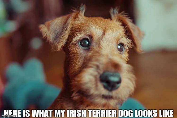HERE IS WHAT MY IRISH TERRIER DOG LOOKS LIKE | made w/ Imgflip meme maker
