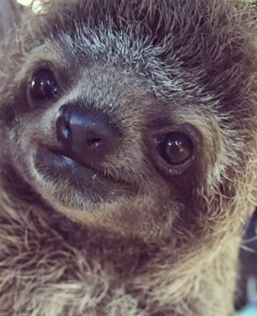 sloths are cute | image tagged in aww | made w/ Imgflip meme maker