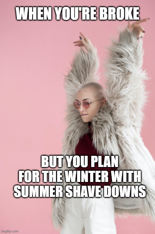 Broke Groomer | WHEN YOU'RE BROKE; BUT YOU PLAN FOR THE WINTER WITH SUMMER SHAVE DOWNS | image tagged in groomer,broke,summer | made w/ Imgflip meme maker