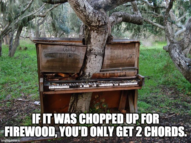 Chords | IF IT WAS CHOPPED UP FOR FIREWOOD, YOU'D ONLY GET 2 CHORDS. | image tagged in tree bach | made w/ Imgflip meme maker