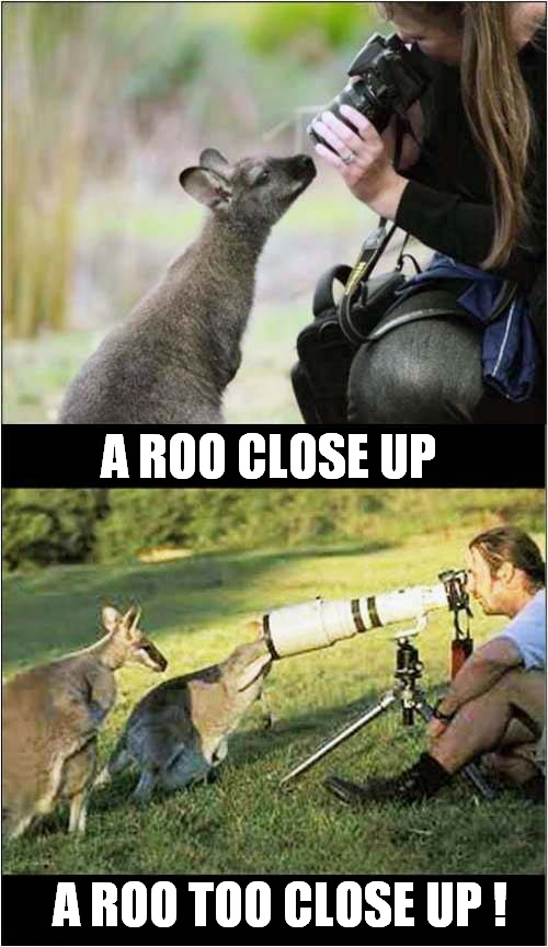 Close Up Photography ! |  A ROO CLOSE UP; A ROO TOO CLOSE UP ! | image tagged in fun,kangaroo,close up,photography | made w/ Imgflip meme maker