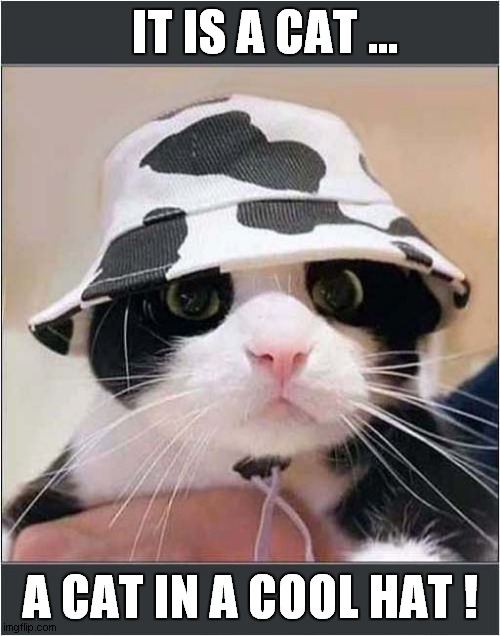 A Cat In A Hat ! | IT IS A CAT ... A CAT IN A COOL HAT ! | image tagged in cats,hats,cool | made w/ Imgflip meme maker