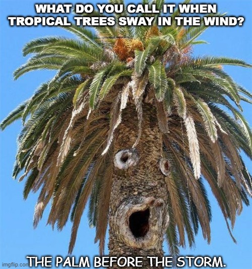 Daily Bad Dad Joke July 30 2021 | WHAT DO YOU CALL IT WHEN TROPICAL TREES SWAY IN THE WIND? THE PALM BEFORE THE STORM. | image tagged in palm tree looks like sideshow bob | made w/ Imgflip meme maker