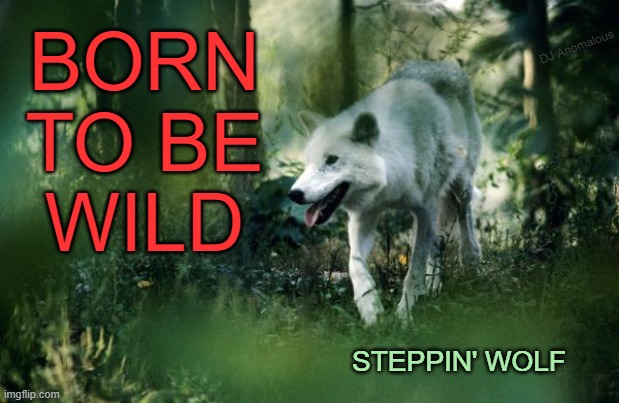 Born To Be Wild by Steppenwolf (1968) | BORN
TO BE
WILD; DJ Anomalous; STEPPIN' WOLF | image tagged in classic rock,1960's,music,soundtrack,easy rider,wolf | made w/ Imgflip meme maker