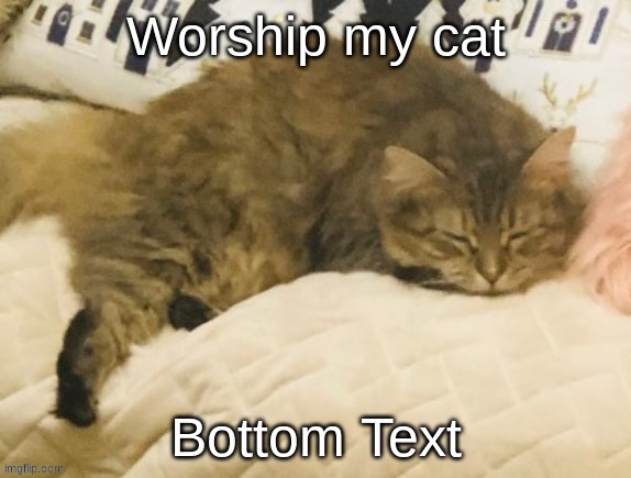 Worship my cat; Bottom Text | made w/ Imgflip meme maker