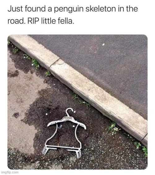 Really? | image tagged in penguin skeleton in the road,lol,penguin,stupid | made w/ Imgflip meme maker