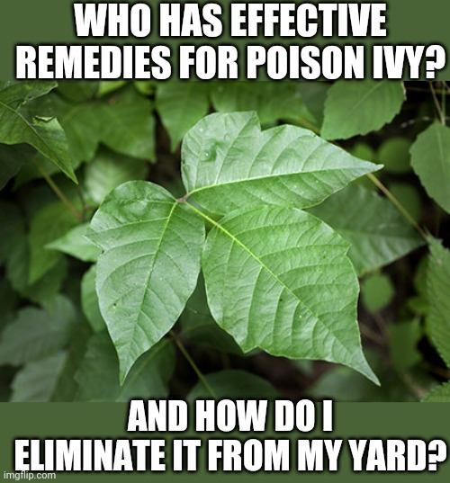 Feeling itchy | WHO HAS EFFECTIVE REMEDIES FOR POISON IVY? AND HOW DO I ELIMINATE IT FROM MY YARD? | image tagged in poison ivy,modda,help me | made w/ Imgflip meme maker