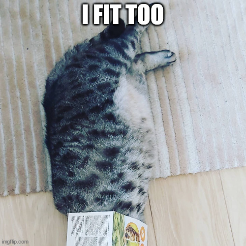 If it fits | I FIT TOO | image tagged in if it fits,cats | made w/ Imgflip meme maker