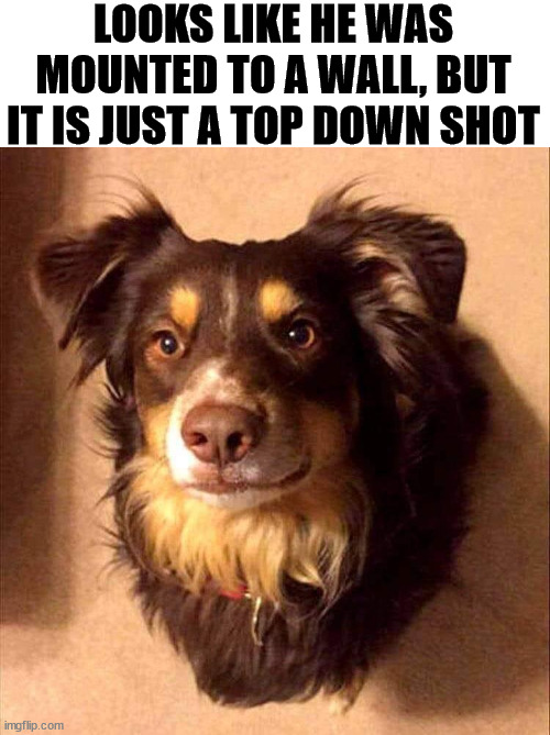LOOKS LIKE HE WAS MOUNTED TO A WALL, BUT IT IS JUST A TOP DOWN SHOT | image tagged in dogs | made w/ Imgflip meme maker