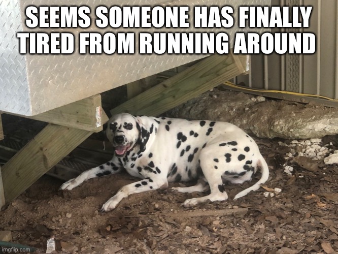 Js | SEEMS SOMEONE HAS FINALLY TIRED FROM RUNNING AROUND | made w/ Imgflip meme maker