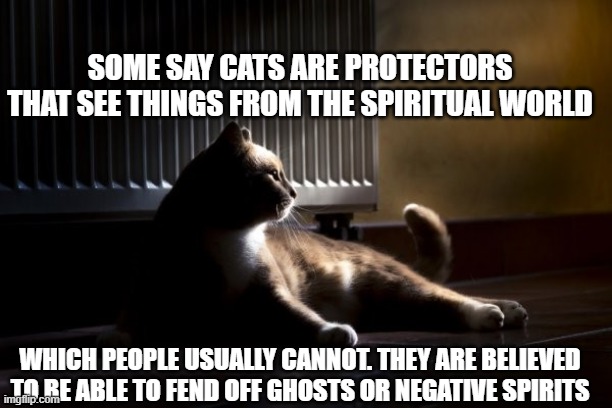 Cats | SOME SAY CATS ARE PROTECTORS THAT SEE THINGS FROM THE SPIRITUAL WORLD; WHICH PEOPLE USUALLY CANNOT. THEY ARE BELIEVED TO BE ABLE TO FEND OFF GHOSTS OR NEGATIVE SPIRITS | image tagged in protection,spiritual,pets,family,ghosts,magical | made w/ Imgflip meme maker