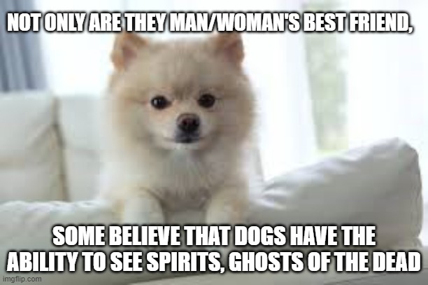 Dogs | NOT ONLY ARE THEY MAN/WOMAN'S BEST FRIEND, SOME BELIEVE THAT DOGS HAVE THE ABILITY TO SEE SPIRITS, GHOSTS OF THE DEAD | image tagged in dogs,family,protectors,pets,friends,ghosts | made w/ Imgflip meme maker