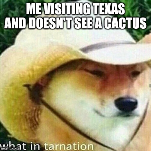 What in tarnation dog | ME VISITING TEXAS AND DOESN'T SEE A CACTUS | image tagged in what in tarnation dog | made w/ Imgflip meme maker