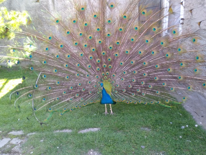 image tagged in peacock,photos,cool | made w/ Imgflip meme maker