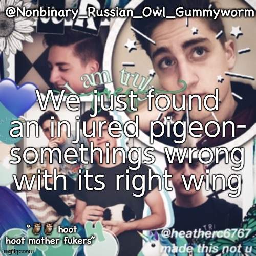 By we i mean my sister and I | We just found an injured pigeon- somethings wrong with its right wing | image tagged in gummyworms simp temp | made w/ Imgflip meme maker