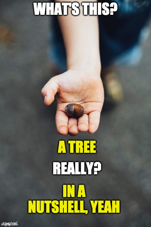 It's a tree | WHAT'S THIS? A TREE; REALLY? IN A NUTSHELL, YEAH | image tagged in acorn,tree,kid | made w/ Imgflip meme maker