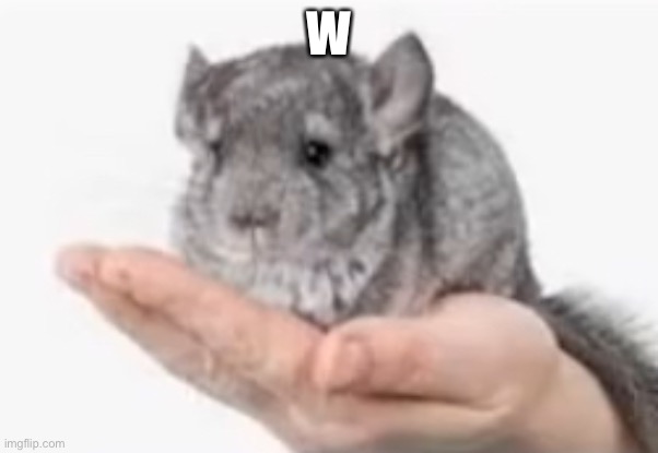 Chincilla | W | image tagged in chincilla | made w/ Imgflip meme maker