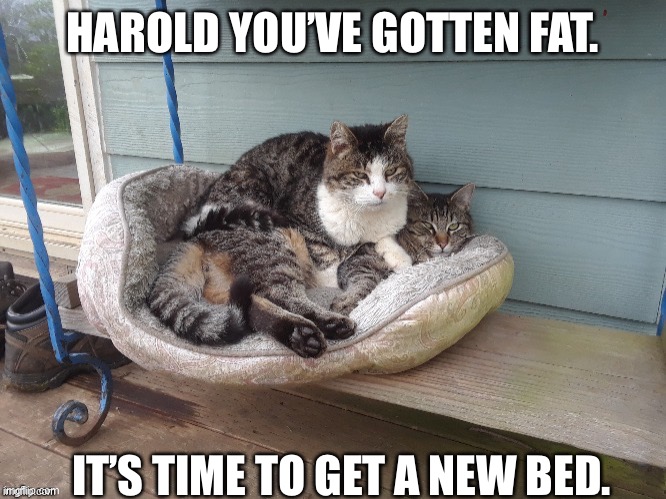CAT ON CAT | HAROLD YOU’VE GOTTEN FAT. IT’S TIME TO GET A NEW BED. | image tagged in cat on cat | made w/ Imgflip meme maker