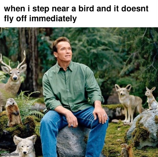 I own nature | image tagged in nature,birds | made w/ Imgflip meme maker