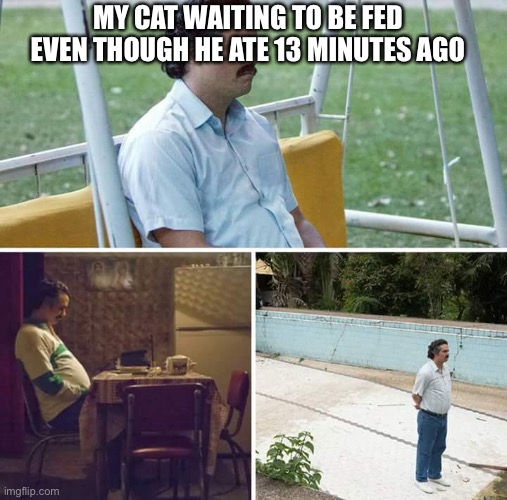 Stop wasting the damn food |  MY CAT WAITING TO BE FED EVEN THOUGH HE ATE 13 MINUTES AGO | image tagged in memes,sad pablo escobar,cat | made w/ Imgflip meme maker