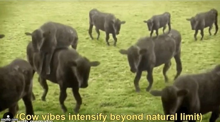Cow vibes | image tagged in cow vibes | made w/ Imgflip meme maker