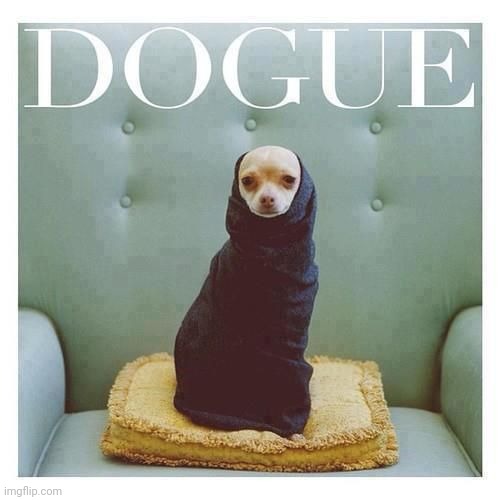 Dogue | image tagged in dogs | made w/ Imgflip meme maker