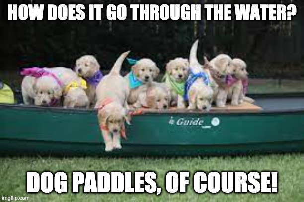 Dogs in canoe | HOW DOES IT GO THROUGH THE WATER? DOG PADDLES, OF COURSE! | image tagged in bad pun dog | made w/ Imgflip meme maker