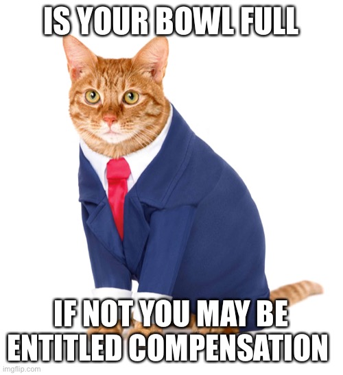 Cat compensation | IS YOUR BOWL FULL; IF NOT YOU MAY BE ENTITLED COMPENSATION | image tagged in cat | made w/ Imgflip meme maker