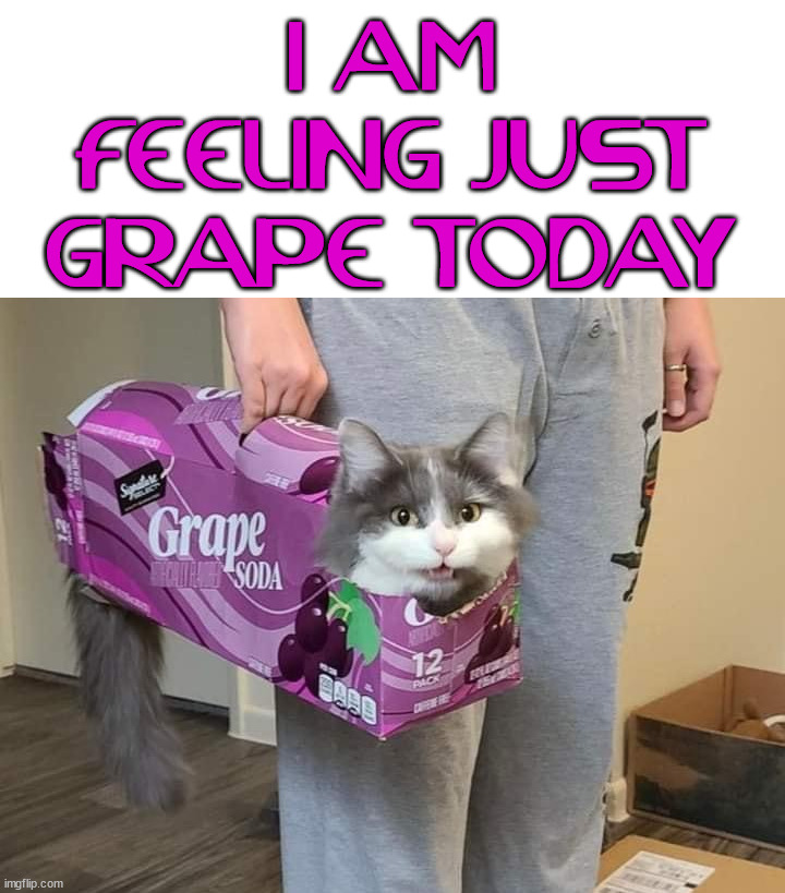 I AM FEELING JUST GRAPE TODAY | image tagged in cats | made w/ Imgflip meme maker