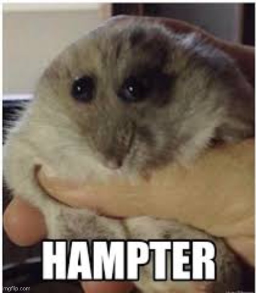 hampter | image tagged in hampter | made w/ Imgflip meme maker