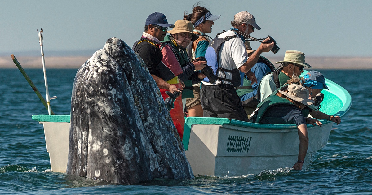 Whale is Human Watching Blank Meme Template