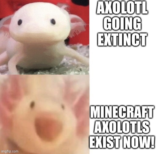 Axolotl | AXOLOTL GOING EXTINCT; MINECRAFT AXOLOTLS EXIST NOW! | image tagged in axolotl | made w/ Imgflip meme maker