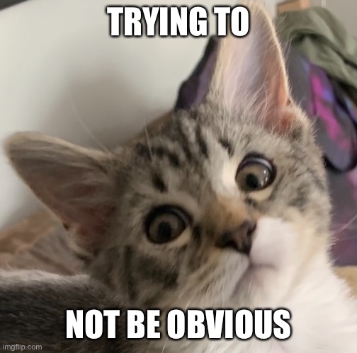 obvious cat |  TRYING TO; NOT BE OBVIOUS | image tagged in obvious,cat | made w/ Imgflip meme maker