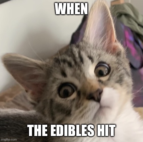 edibles cat |  WHEN; THE EDIBLES HIT | image tagged in stoned | made w/ Imgflip meme maker