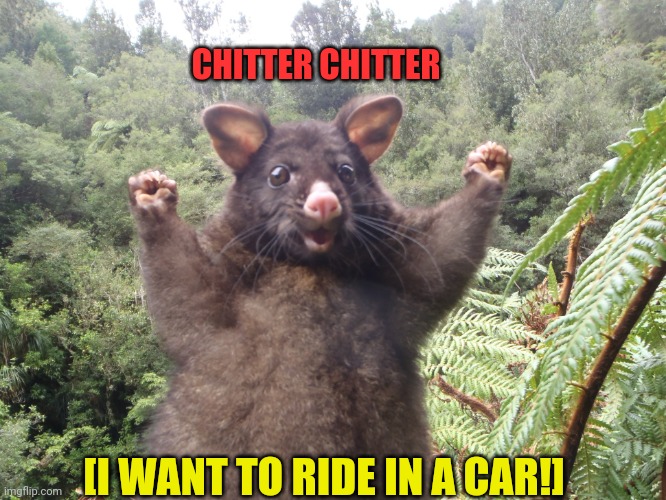 Australian possum | [I WANT TO RIDE IN A CAR!] CHITTER CHITTER | image tagged in australian possum | made w/ Imgflip meme maker