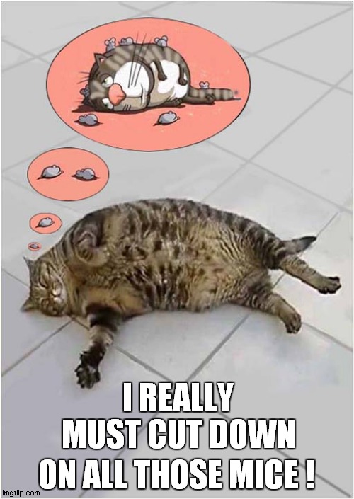 What Is This Cat Dreaming About ? | I REALLY MUST CUT DOWN; ON ALL THOSE MICE ! | image tagged in cats,dreaming,fat cat,mice | made w/ Imgflip meme maker
