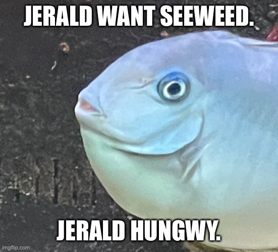 What your fish think of. | JERALD WANT SEEWEED. JERALD HUNGWY. | image tagged in memes,fish,fishing,funny,funny memes,jerald | made w/ Imgflip meme maker