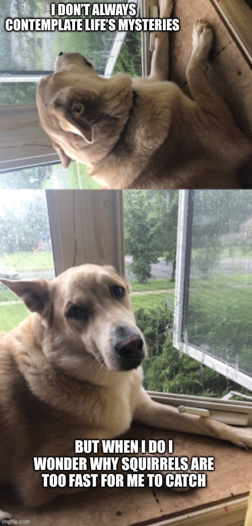 Deep Thoughts by Pip and Star | I DON’T ALWAYS CONTEMPLATE LIFE’S MYSTERIES; BUT WHEN I DO I WONDER WHY SQUIRRELS ARE TOO FAST FOR ME TO CATCH | image tagged in things dogs think,thinking dog,squirrels,dogs,deep thoughts | made w/ Imgflip meme maker