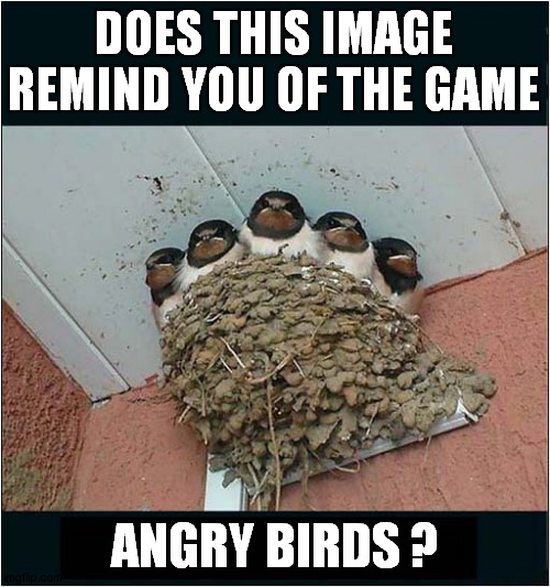 Unhappy Chicks ? |  DOES THIS IMAGE REMIND YOU OF THE GAME; ANGRY BIRDS ? | image tagged in fun,games,angry birds | made w/ Imgflip meme maker