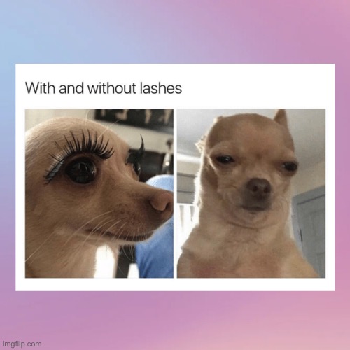 Doggo | image tagged in meme | made w/ Imgflip meme maker