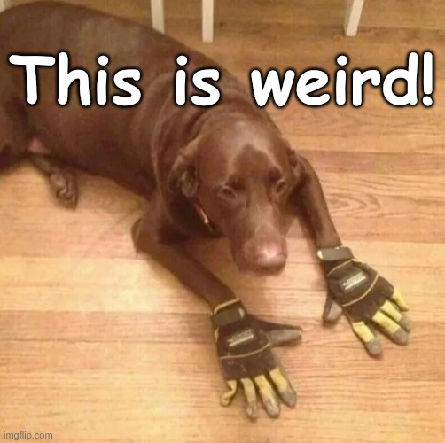 This is weird | This is weird! | image tagged in weird,funny,humor,dog,pet,usa | made w/ Imgflip meme maker