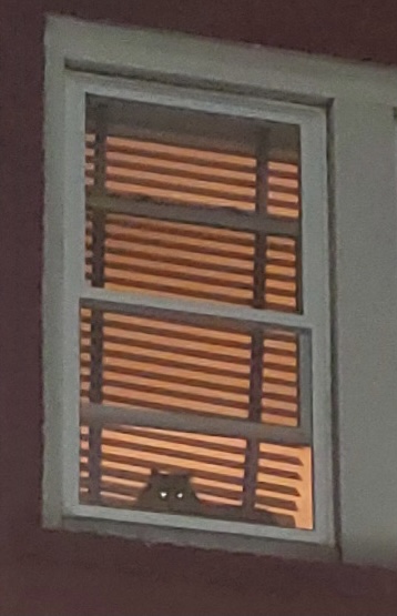 Creepy Cat In Window With Glowing Eyes Blank Meme Template