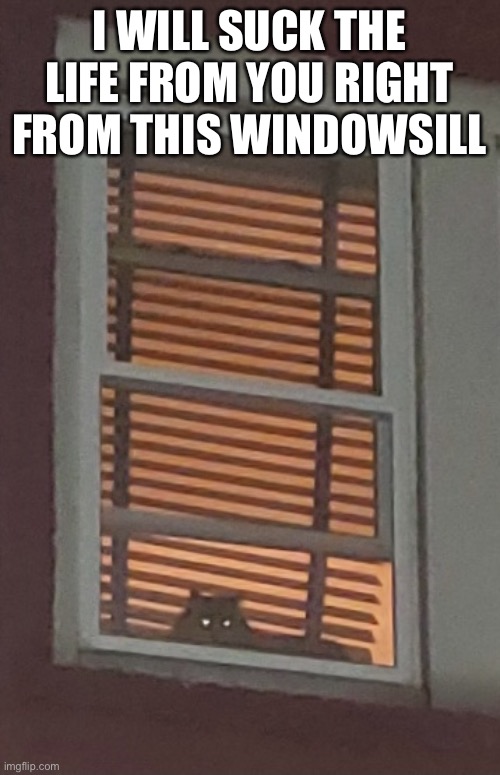 Creepy Cat In a Window | I WILL SUCK THE LIFE FROM YOU RIGHT FROM THIS WINDOWSILL | image tagged in creepy cat in window with glowing eyes | made w/ Imgflip meme maker