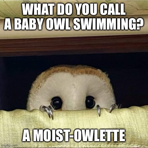 Concerned Owl | WHAT DO YOU CALL A BABY OWL SWIMMING? A MOIST-OWLETTE | image tagged in owl | made w/ Imgflip meme maker