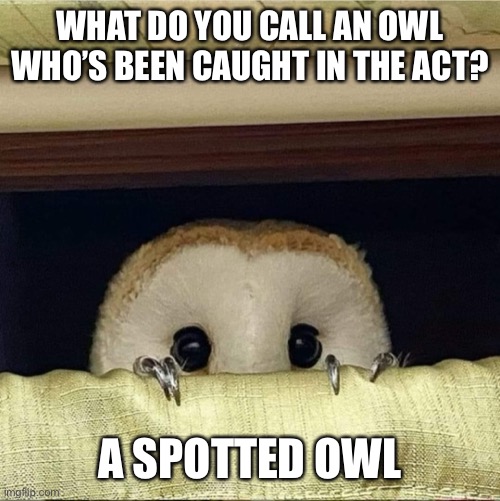 Concerned owl | WHAT DO YOU CALL AN OWL WHO’S BEEN CAUGHT IN THE ACT? A SPOTTED OWL | image tagged in owl,puns | made w/ Imgflip meme maker