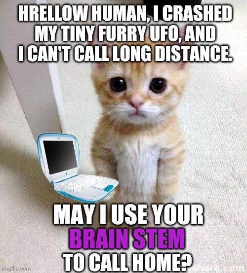 Cute Cat | HRELLOW HUMAN, I CRASHED MY TINY FURRY UFO, AND I CAN'T CALL LONG DISTANCE. MAY I USE YOUR; BRAIN STEM; TO CALL HOME? | image tagged in cute cat,cats | made w/ Imgflip meme maker